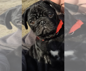 Pug Puppy for sale in CADIZ, OH, USA