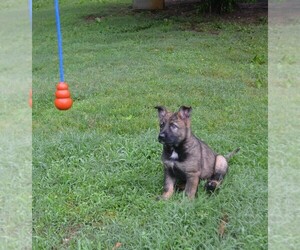 German Shepherd Dog Puppy for Sale in POWDER SPRINGS, Georgia USA