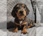 Puppy Old Man Dachshund