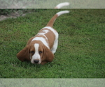 Small #3 Basset Hound