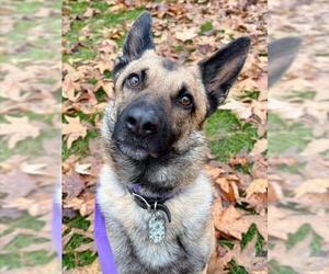 German Shepherd Dog-Unknown Mix Dogs for adoption in Woodland, CA, USA