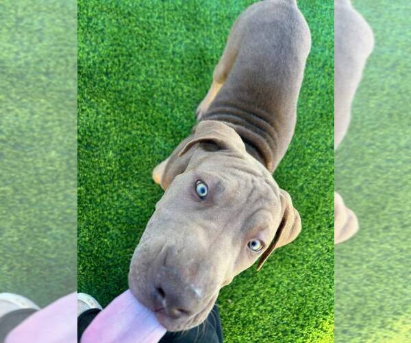 Medium Photo #7 American Pit Bull Terrier-Chinese Shar-Pei Mix Puppy For Sale in Imlay City, MI, USA