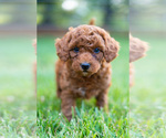Small Photo #1 Miniature Labradoodle Puppy For Sale in WESTMINSTER, MD, USA