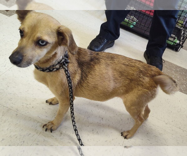 Medium Photo #1 Chiweenie Puppy For Sale in Claremore, OK, USA