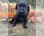 Image preview for Ad Listing. Nickname: AKC Ready to Go