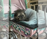 Small Photo #9 Pomeranian Puppy For Sale in RUTLEDGE, PA, USA
