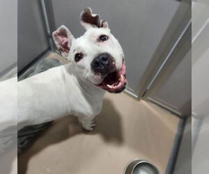 American Pit Bull Terrier Dogs for adoption in Walnutport, PA, USA