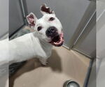 Small American Pit Bull Terrier