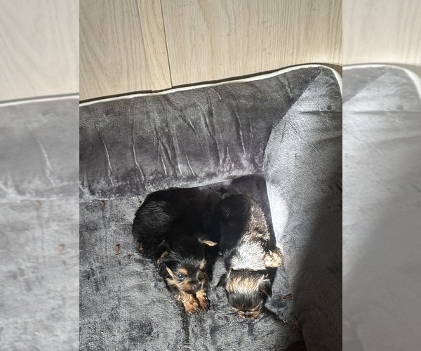 Medium Photo #9 Yorkshire Terrier Puppy For Sale in DENHAM SPRINGS, LA, USA