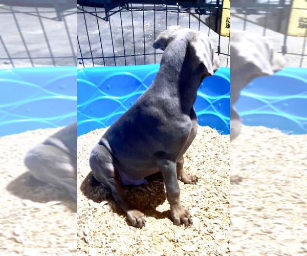 Medium Photo #25 Doberman Pinscher Puppy For Sale in YUCCA VALLEY, CA, USA