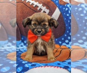Cavapoo-Pomeranian Mix Puppy for sale in CHRISTIANA, PA, USA