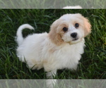 Small #1 Cavachon