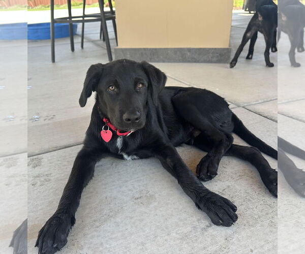 Medium Photo #3 Labrador Retriever-Unknown Mix Puppy For Sale in Clovis, CA, USA