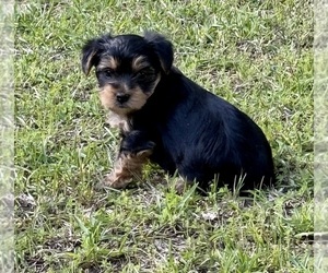 Yorkshire Terrier Puppy for sale in BROOKHAVEN, MS, USA
