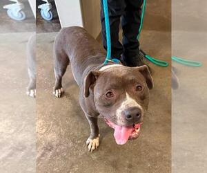 Dorian-Diamond Dog! $75 Adoption Fee! - Male Olde Bulldog Dog for Adoption - Photo #6