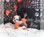 Small #4 Shih Tzu