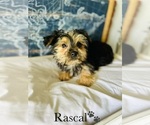 Small Photo #15 Morkie Puppy For Sale in MURFREESBORO, TN, USA