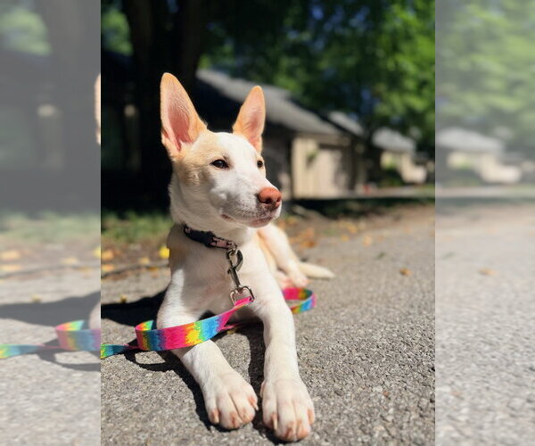 Medium Photo #13 Basenji-Labrador Retriever Mix Puppy For Sale in Brewster, NY, USA