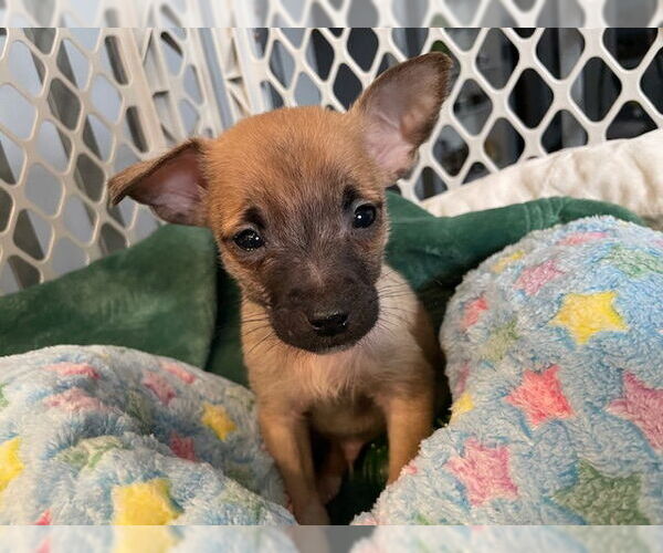 Medium Photo #2 Chihuahua-Unknown Mix Puppy For Sale in Plainfield, IL, USA