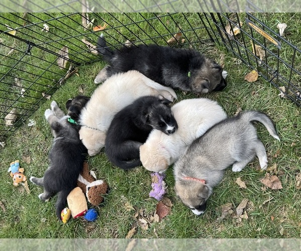 Medium Photo #19 German Shepherd Dog-Siberian Husky Mix Puppy For Sale in LANSING, MI, USA