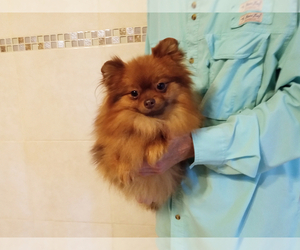 Pomeranian Puppy for sale in WEST PALM BEACH, FL, USA