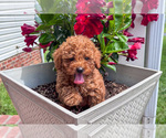 Small Poodle (Miniature)