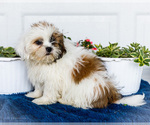 Small #4 Shih Tzu