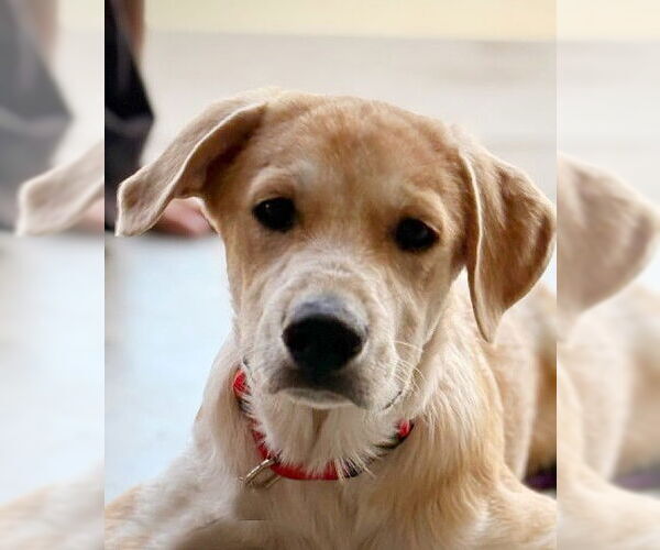 Medium Photo #3 Labrenees Puppy For Sale in Genesee, WI, USA