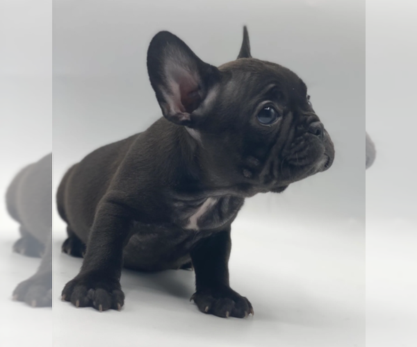 Medium Photo #1 French Bulldog Puppy For Sale in LONGBOAT KEY, FL, USA