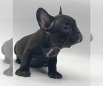 Small Photo #1 French Bulldog Puppy For Sale in LONGBOAT KEY, FL, USA