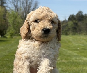 Goldendoodle mix (+ Poodle Standard) Puppy for sale in MAYNARDVILLE, TN, USA