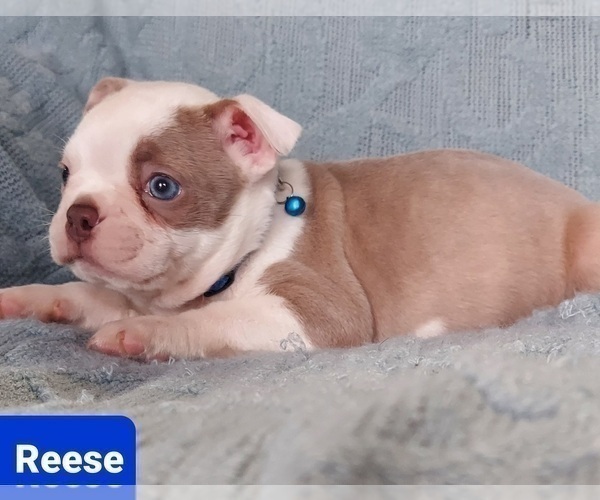 Medium Photo #15 Boston Terrier Puppy For Sale in POMEROY, OH, USA