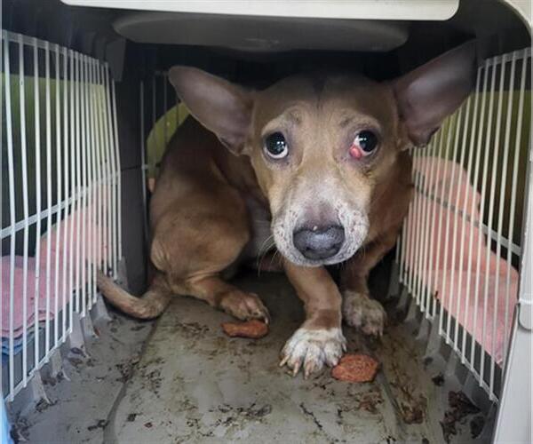 Medium Photo #1 Chiweenie Puppy For Sale in Burbank, CA, USA