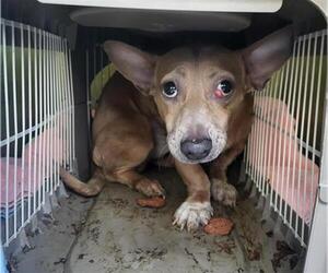 Chiweenie Dogs for adoption in Burbank, CA, USA