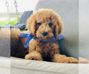 Goldendoodle-Poodle (Standard) Mix Puppy for Sale in HUNTINGTON, Arkansas USA