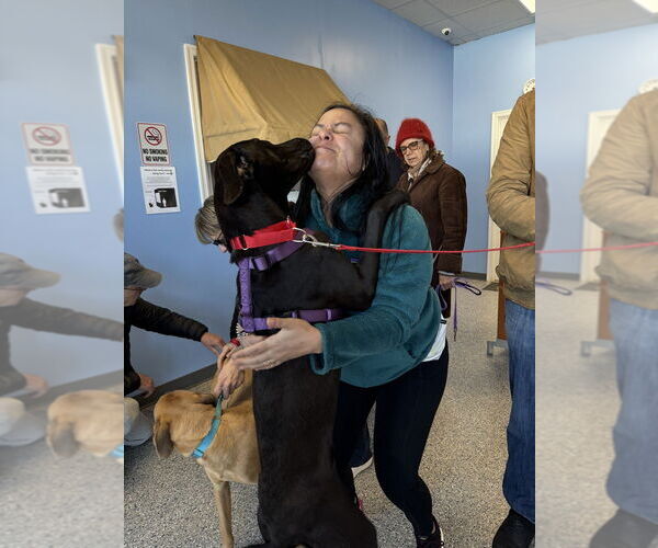 Medium Photo #7 Great Dane-Labrador Retriever Mix Puppy For Sale in Greenbelt, MD, USA