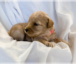 Small Photo #6 Goldendoodle-Poodle (Toy) Mix Puppy For Sale in LOGAN, UT, USA