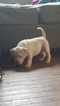 Small Photo #37 American Pit Bull Terrier Puppy For Sale in GRIFFIN, GA, USA