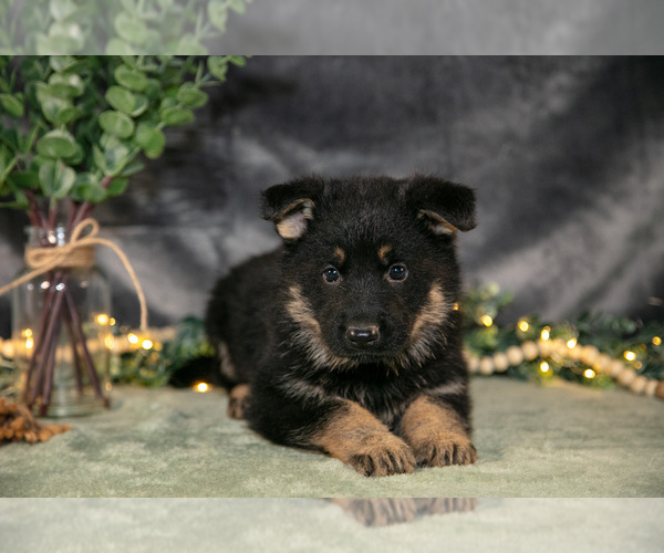 Medium Photo #2 German Shepherd Dog Puppy For Sale in SHIPSHEWANA, IN, USA