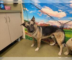 German Shepherd Dog-Unknown Mix Dogs for adoption in Moreno Valley, CA, USA