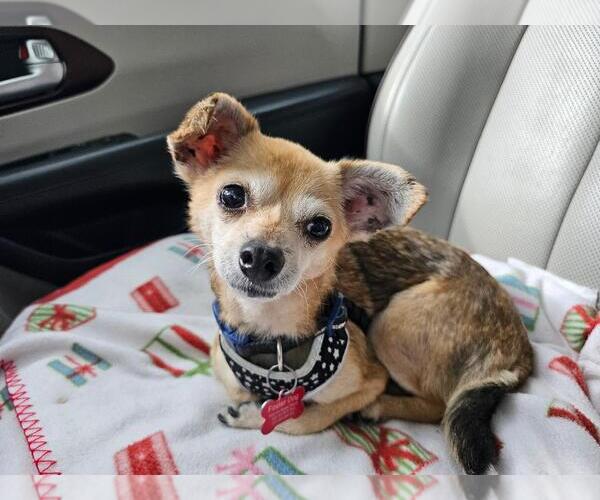 Medium Photo #3 Chiweenie Puppy For Sale in Missouri City, TX, USA