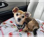 Small #2 Chiweenie