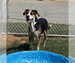 Small #1 Treeing Walker Coonhound Mix