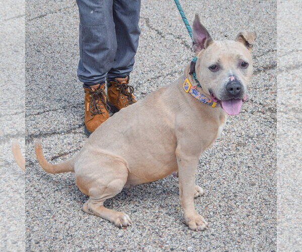 Medium Photo #10 American Bulldog-American Staffordshire Terrier Mix Puppy For Sale in Huntley, IL, USA