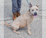 Small #9 American Bulldog-American Staffordshire Terrier Mix
