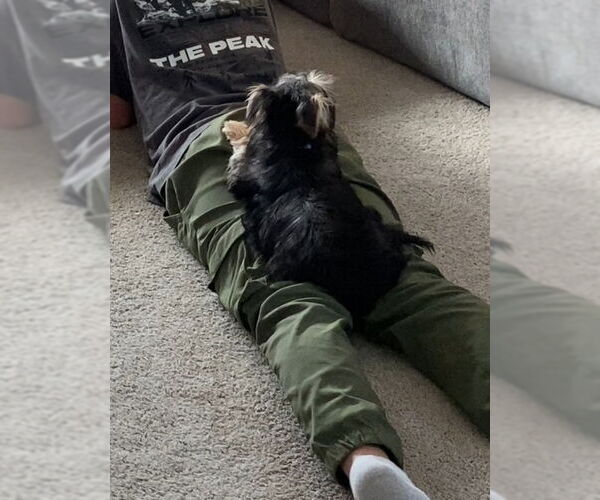 Medium Photo #3 Maltese-Unknown Mix Puppy For Sale in Andover, MN, USA