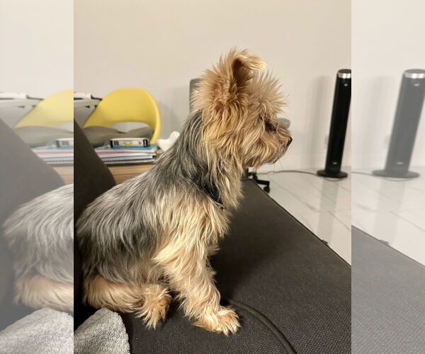 Medium Photo #3 Mutt Puppy For Sale in Royal Palm Beach, FL, USA