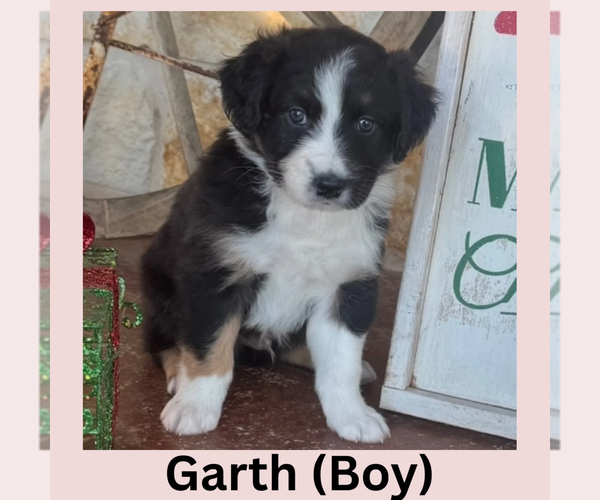 Medium Photo #1 Australian Shepherd Puppy For Sale in JUSTIN, TX, USA
