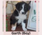 Puppy Garth Australian Shepherd