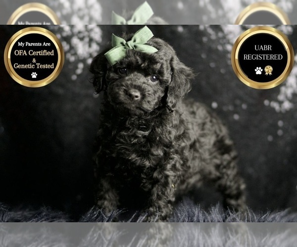 Medium Photo #7 Poodle (Miniature) Puppy For Sale in WARSAW, IN, USA
